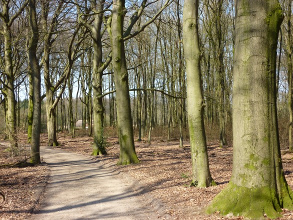 Mogelijk nieuwe natuurbegraafplaats in Rijswijk