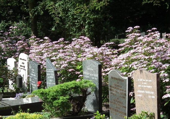 Larens college voorstander van bouw crematorium