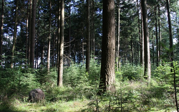 ‘Westerveld: een monumentale ontdekkingstocht’