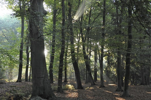 Brabantse natuurbegraafplaats Oostelbeers in gebruik genomen