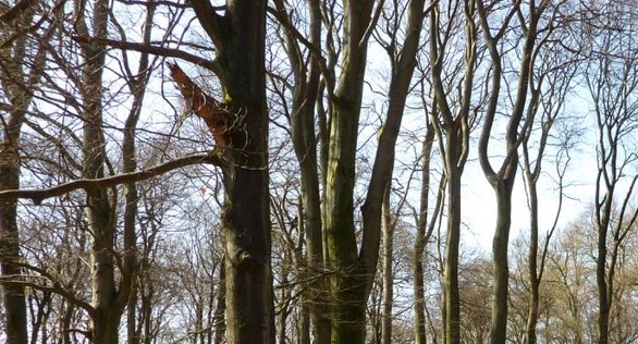 Yarden wil ook crematorium in Apeldoorn