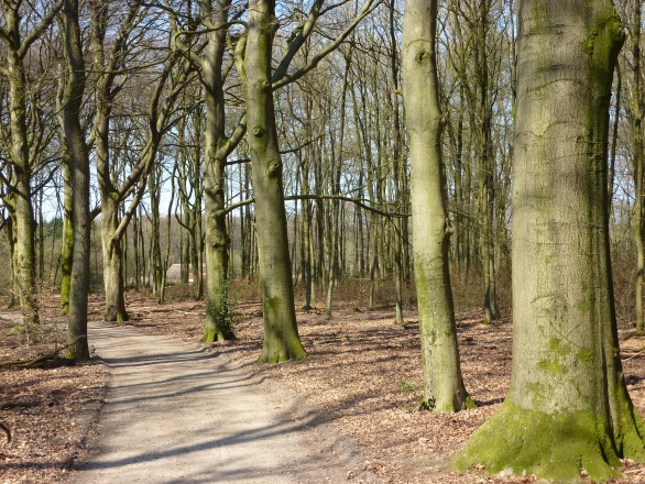 Ook plannen voor natuurbegraafplaatsen in Putten en Noordenveld