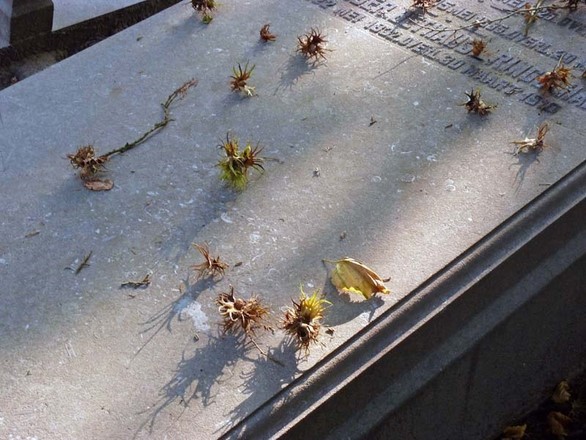 Herfst rondleiding op begraafplaats Zorgvlied