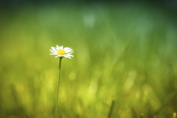 Pleidooi voor natuurbegraafplaats in Katwijk