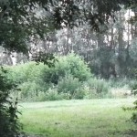 Zuid-Koreanen onder de indruk van Limburgse natuurbegraafplaatsen