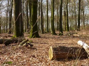 Raad van State buigt zich over nieuwe natuurbegraafplaats