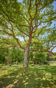 Open dag op 3 juni in Gedenkpark Westerveld